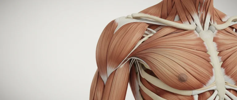 Анатомия плечевого сустава