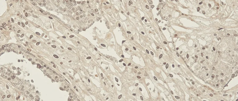 Костная ткань под микроскопом