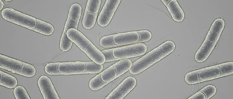 Микроскопическое изображение Escherichia coli