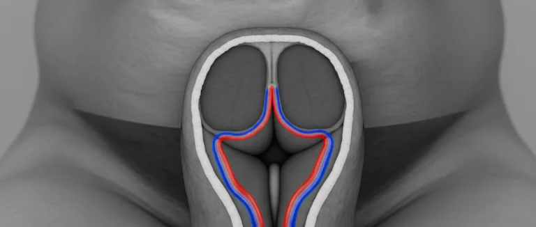 Ультразвуковое исследование полового члена