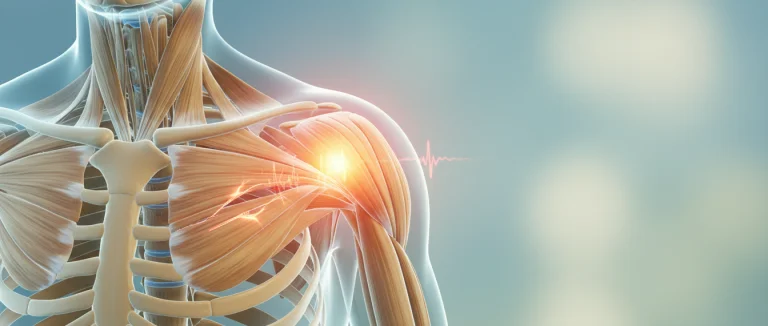 анатомия плеча