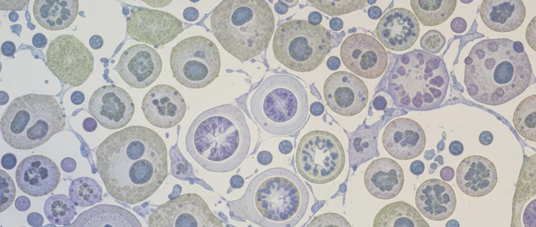 Изображение процесса регенерации клеток