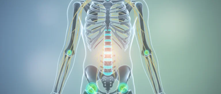 Схематическое изображение суставов и нервных волокон