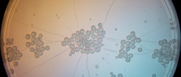 Эмбриональные стволовые клетки под микроскопом
