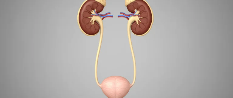 Схема мочевыделительной системы