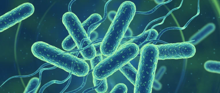 Бактерии, вызывающие инфекцию мочевых путей