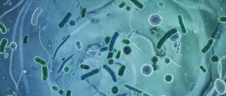 Микроскопическое изображение бактерий в моче