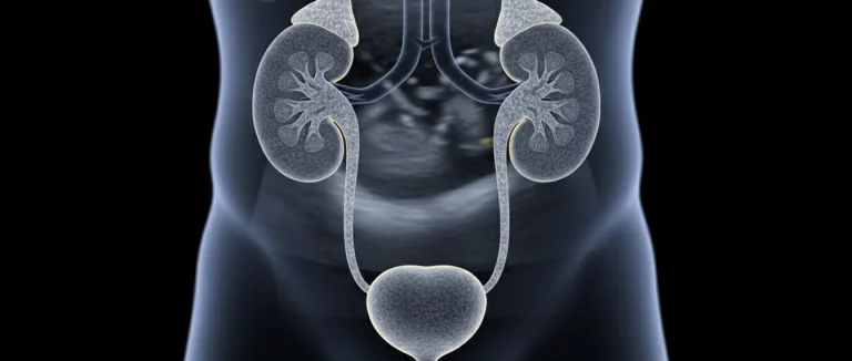 УЗИ почек и мочевого пузыря