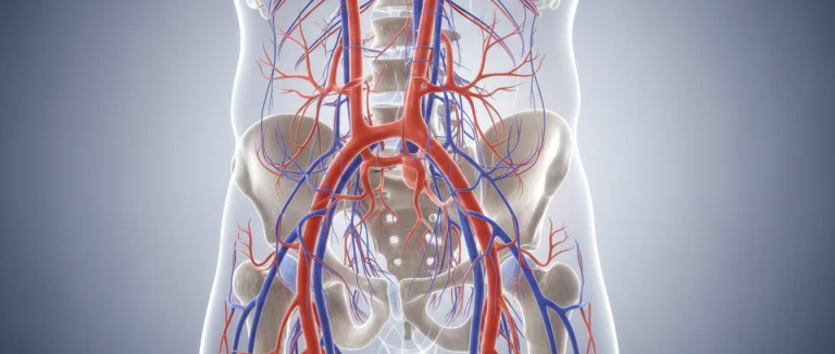 Схема сосудистой системы малого таза