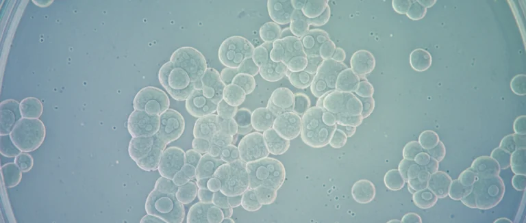 Изображение стволовых клеток в микроскопе