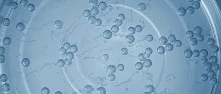 Микроскопический вид стволовых клеток