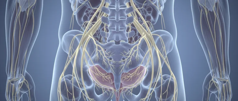 Анатомическое изображение связи между позвоночником и мочевым пузырем