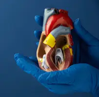 Transplantation (Greffe) d'Organe