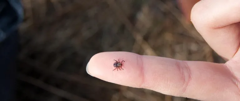 Kene Isırması tedavisi