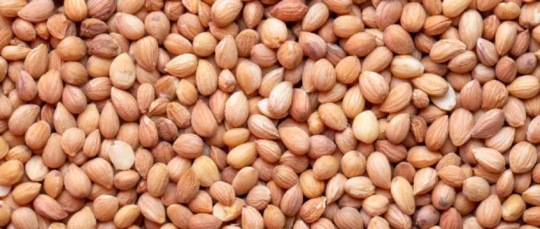 Mahlep Hangi Hastalıklara İyi Gelir?