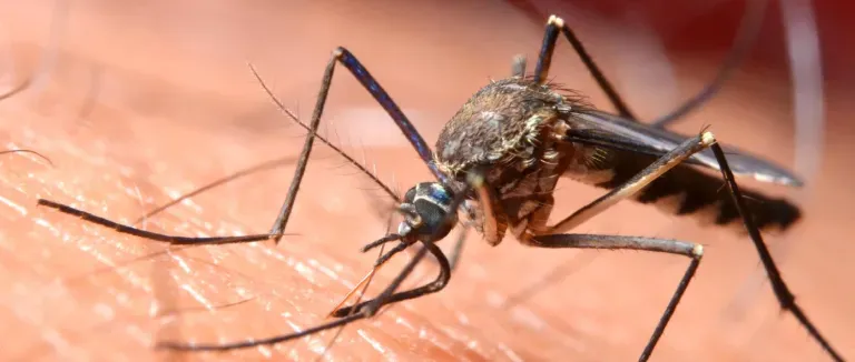 Batı Nil Virüsü Nedir?