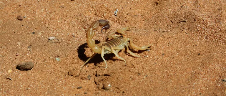 Akrep Sokması tedavisi