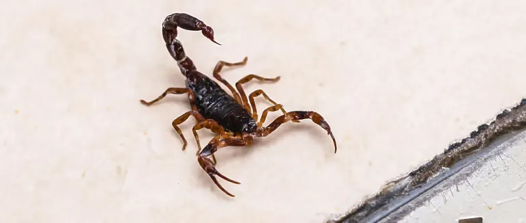 Akrep Sokması belirtileri