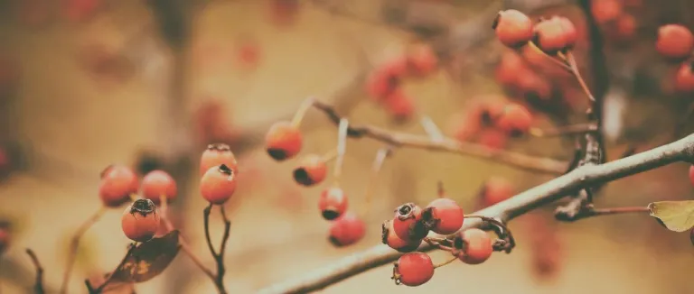 alic-sirkesi-faydalari