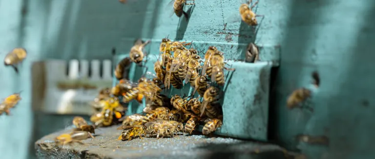 Arı Sokmasına evde ne iyi gelir?