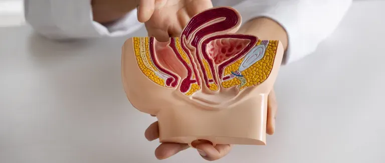 Artifical Bladder Protects Social Life