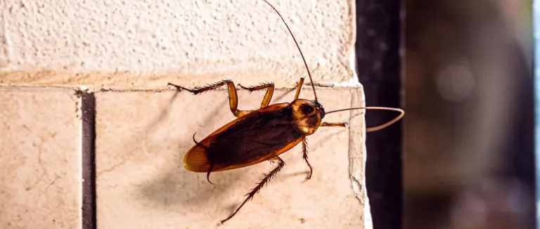 Böcek Isırığına Ne İyi Gelir?