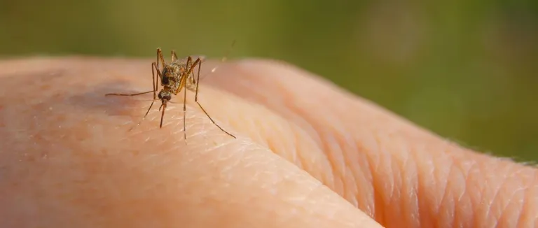 Böcek Isırığı Çeşitleri