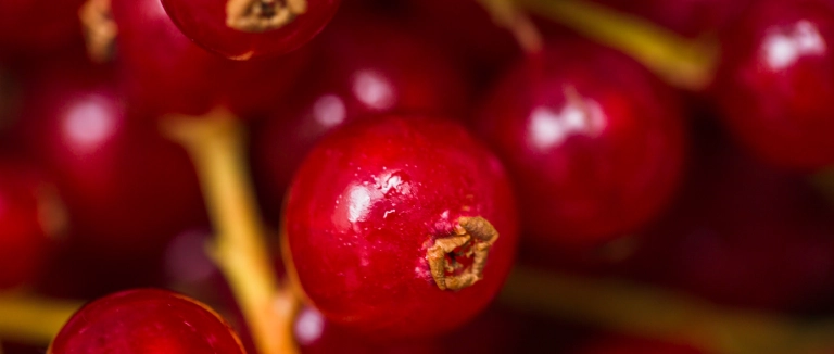 cranberry-nedir