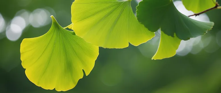 ginkgo-biloba-faydalari