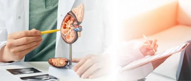 Thérapie HIFU Focalisée dans le Cancer de la Prostate