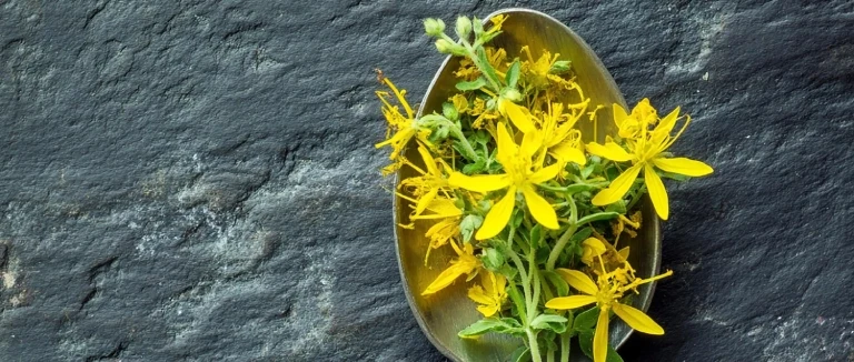 kırlangıc-otu-goz-damlasi