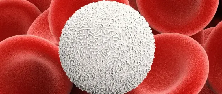 LYM (Lenfosit) Ne İşe Yarar?