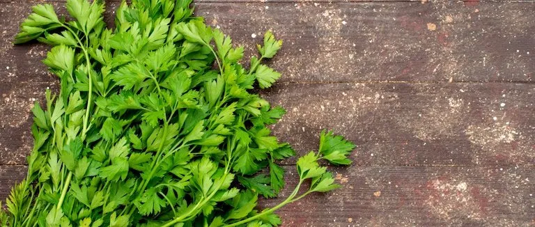 maydanoz-sapi-faydalari