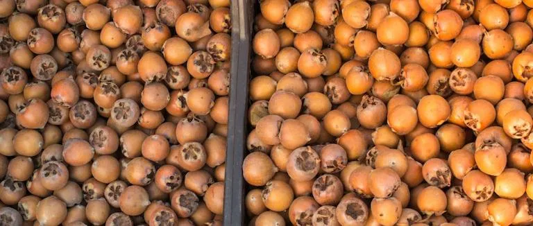 Muşmula ne zaman yenir?