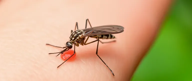 sivrisinek ısırığı nedir